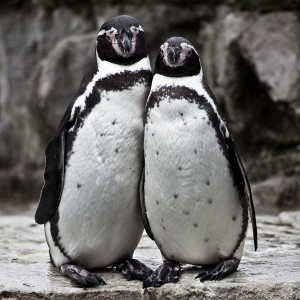 cute-penguin-couple-explored_l