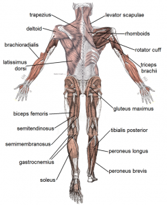 muscle-posterior-labeled_l